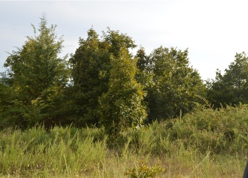 13015 Rocky Hill Road, Prairie Grove AR