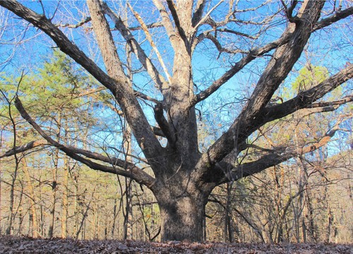 CR 6012, Berryville AR