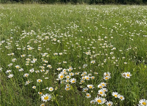 Madison 7125, Hindsville AR