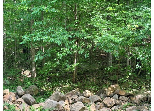 000 Terrapin Road, Harrison AR