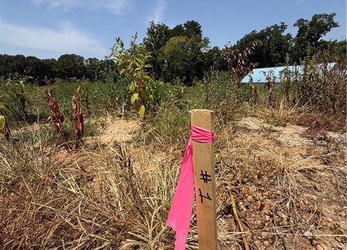 Lot 1 Little Street, Seligman MO
