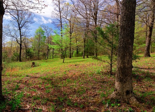 14240 Truelove Road, West Fork AR